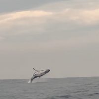 1749118018