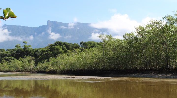 0722-mangue-3