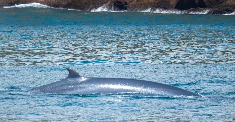 avistamento-de-baleias-tropicais-encantam-moradores-e-turistas-de-ilhabela-02-768x512