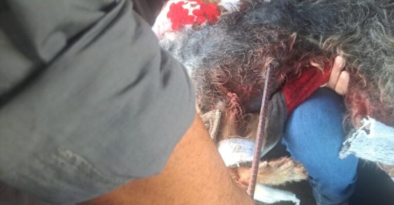 whatsapp-image-2025-11-20-at-14-12-27-768x576