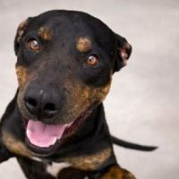 whatsapp-image-2026-03-04-at-17-43-31-e1772657962731-825x305-1-768x284