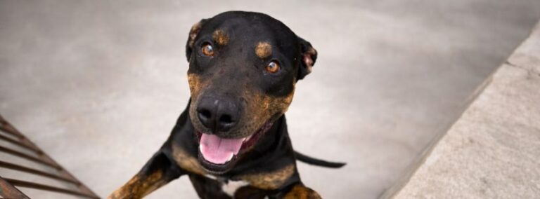 whatsapp-image-2026-03-04-at-17-43-31-e1772657962731-825x305-1-768x284